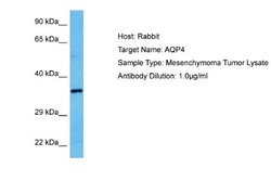 Aquaporin-4 Antibody, Novus Biologicals 100 &mu;L; Unconjugated:Antibodies,